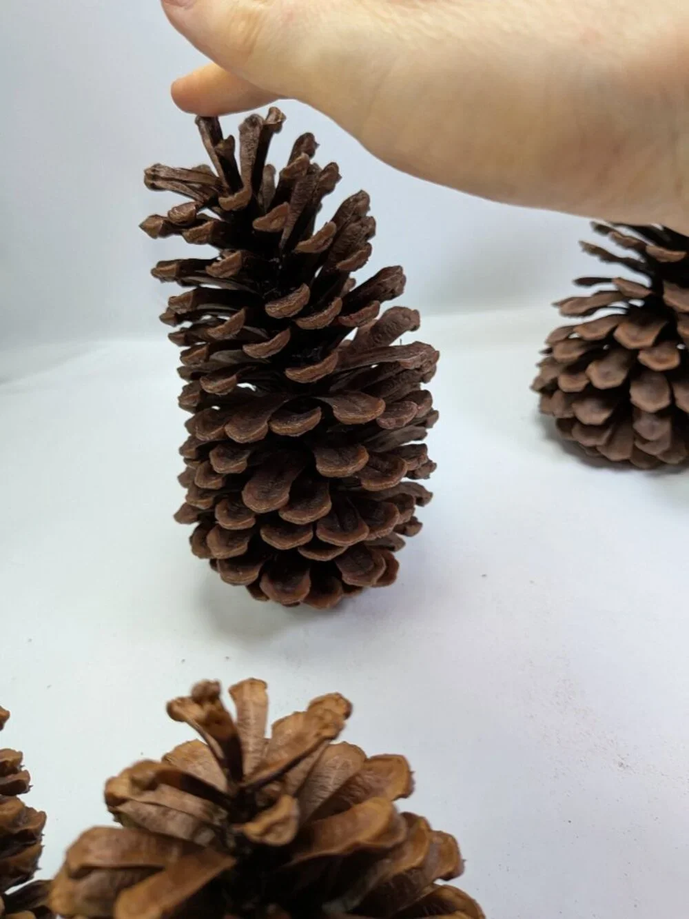 Natural Pine Cones Lot of 6 Vintage 7.5 to 5